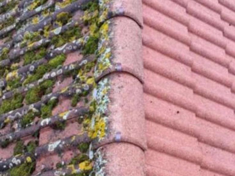 Démoussage : mousse et lichens installés sur les tuiles